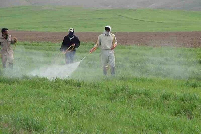 مبارزه با سن غلات در استان زنجان به پایان رسید